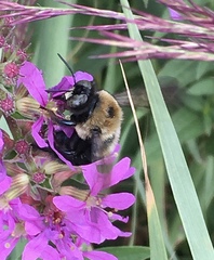 Xylocopa virginica