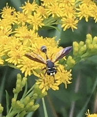 Physocephala marginata