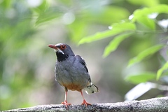 Turdus plumbeus