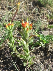 Castilleja glandulosa