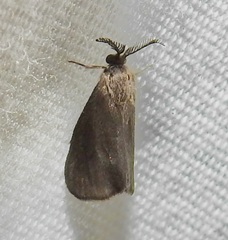 Cryptothelea gloverii