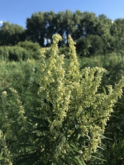 Artemisia serrata