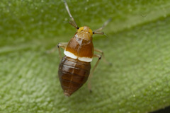 Pissonotus