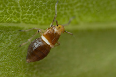 Pissonotus