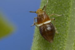 Pissonotus