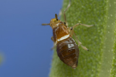 Pissonotus