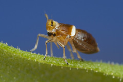 Pissonotus