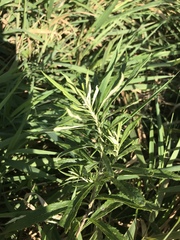 Artemisia serrata