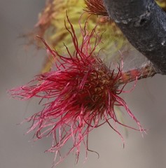 Allocasuarina acutivalvis