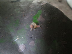 Euconulidae