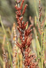 Allocasuarina acutivalvis