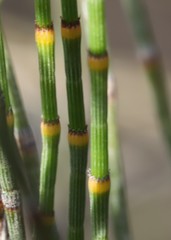 Allocasuarina acutivalvis