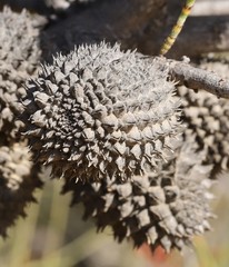 Allocasuarina acutivalvis