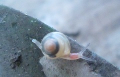 Euconulidae
