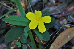 Hibbertia dentata