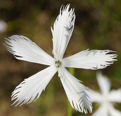 Dianthus serotinus