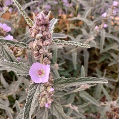 Sphaeralcea angustifolia