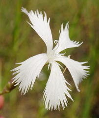 Dianthus serotinus