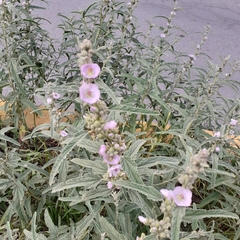 Sphaeralcea angustifolia
