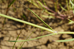 Dianthus serotinus