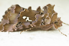 Autographa corusca