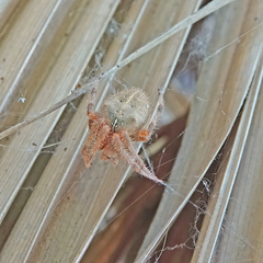 Araneus
