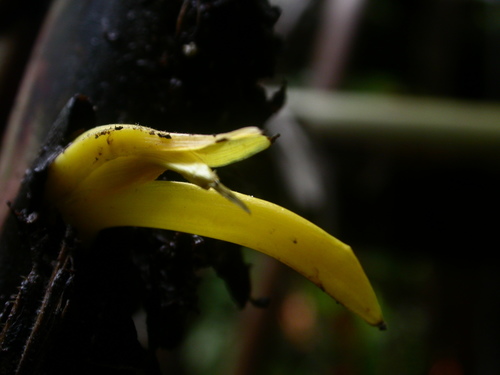 Heliconia stilesii, photograph 2
