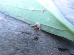 Euconulidae