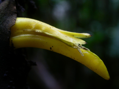 Heliconia stilesii, photograph 3