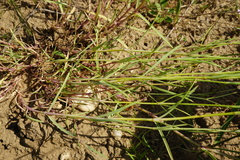 Dianthus serotinus