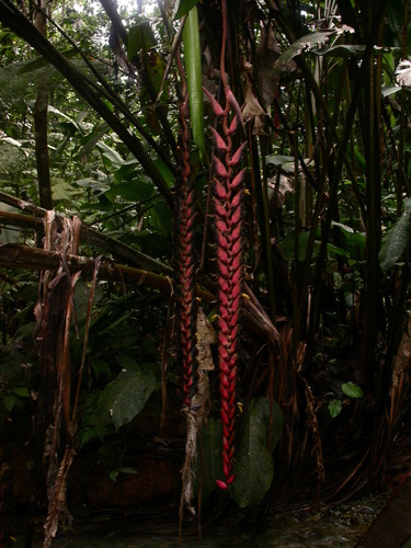 Heliconia stilesii, photograph 4