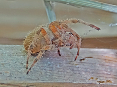 Araneus