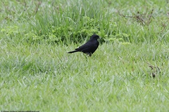 Ptiloxena atroviolacea