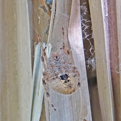 Araneus