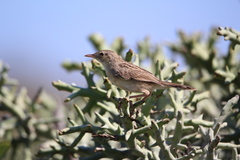 Cisticola cherina