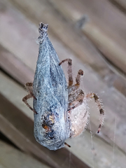 Araneus
