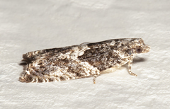 Gypsonoma adjuncta