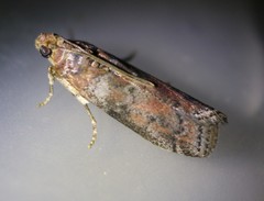 Sciota rubrisparsella