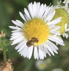 Toxomerus marginatus