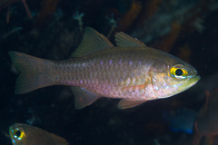 Yelloweyed Cardinalfish photo 2