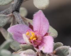 Boronia ternata