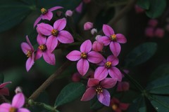 Boronia umbellata