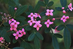 Boronia umbellata