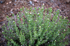 Brickellia greenei