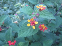 Lantana camara image