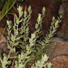 Brickellia greenei