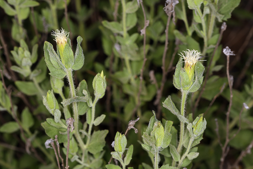 Brickellia greenei