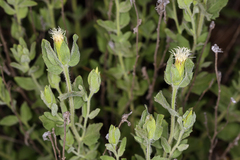 Brickellia greenei