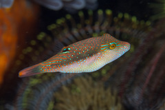 Canthigaster bennetti