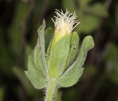Brickellia greenei